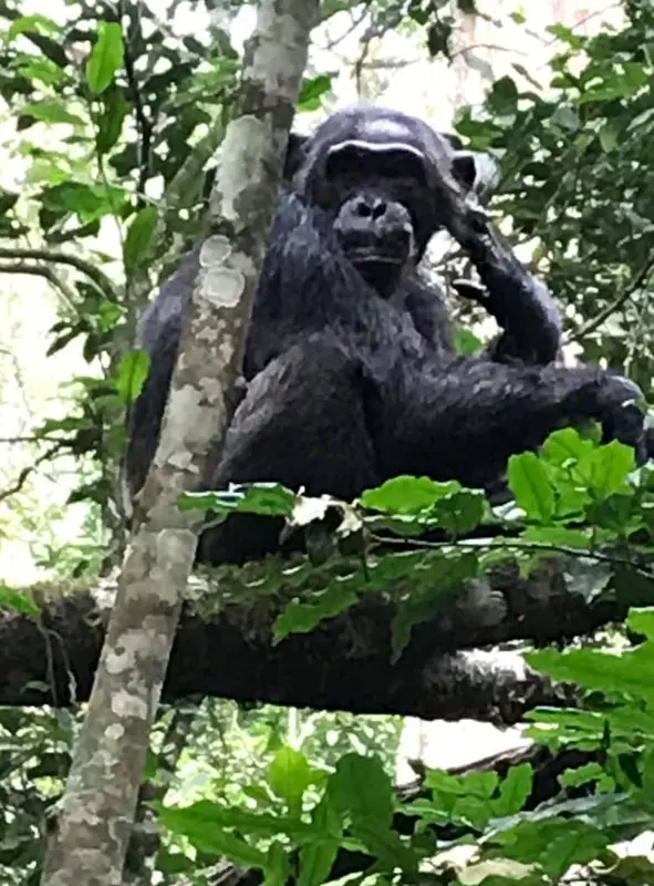 A chimpanzee sitting in a tree