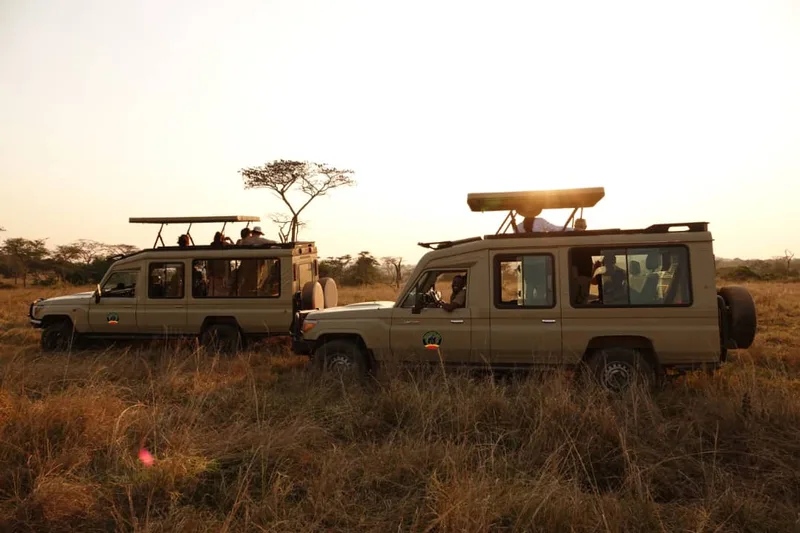 Two Supreme Gorilla Safaris Land Cruisers with open roof hatches on a savannah plain at sunset