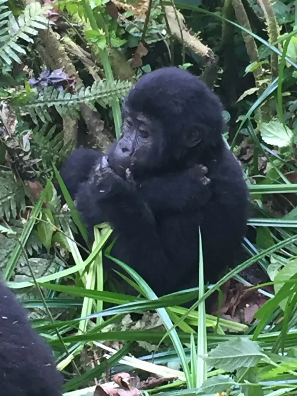 A mountain gorilla feeding on leaves in dense forest