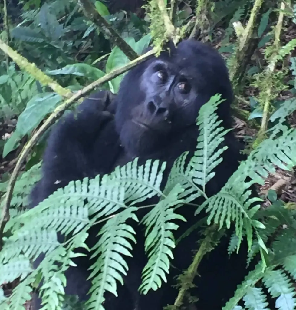 A mountain gorilla among forest ferns