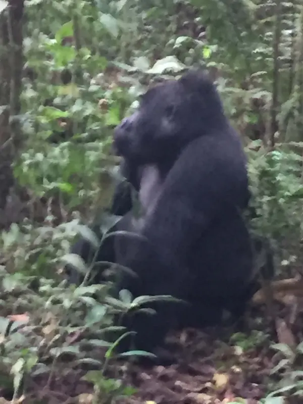 A mountain gorilla resting in dense forest