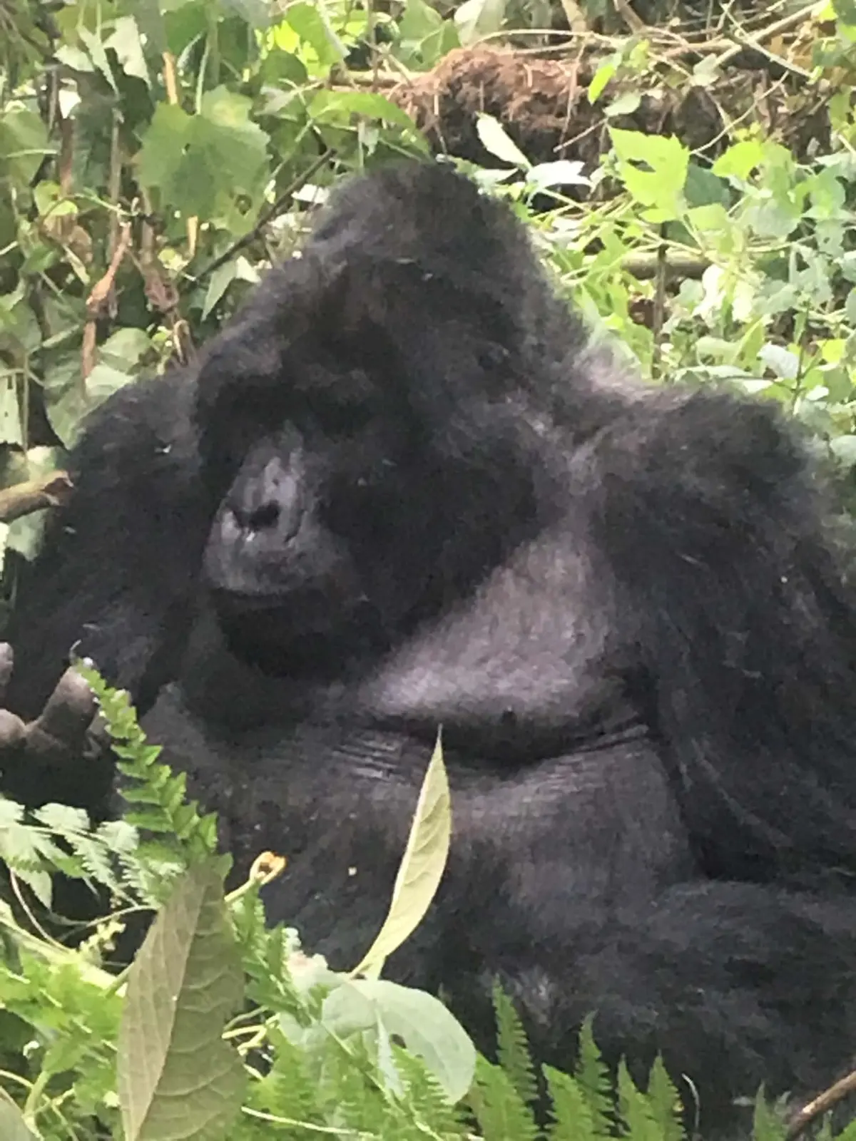 A silverback mountain gorilla in the forest