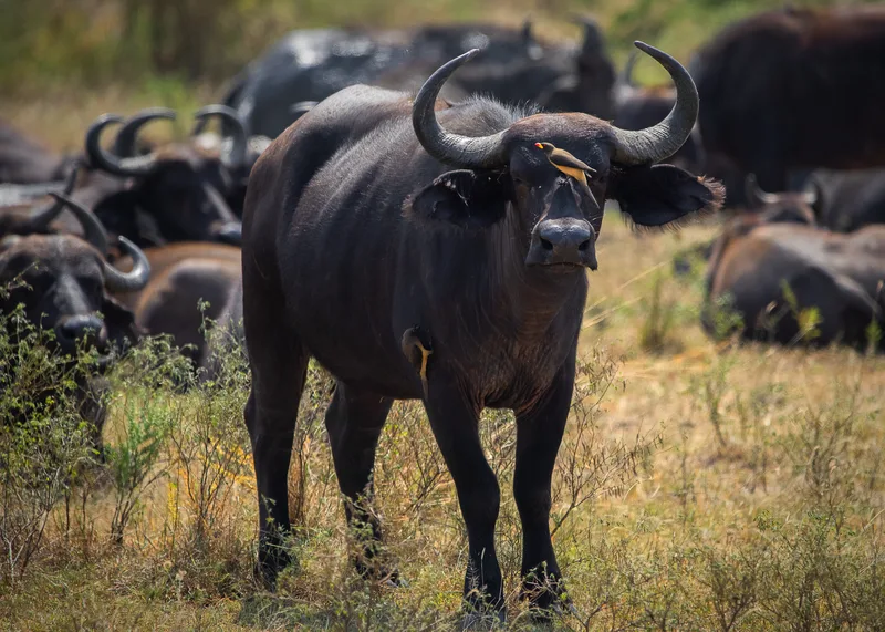 A herd of buffalo