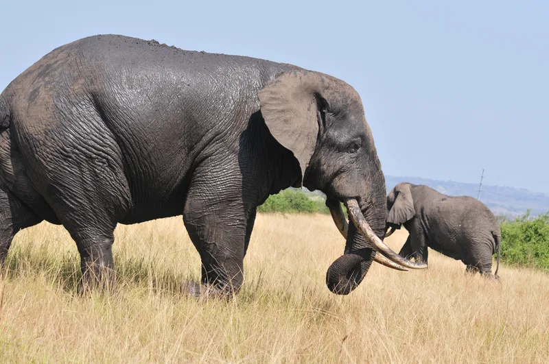 An elephant with its calf in long grass