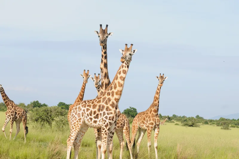 A group of giraffes in open country