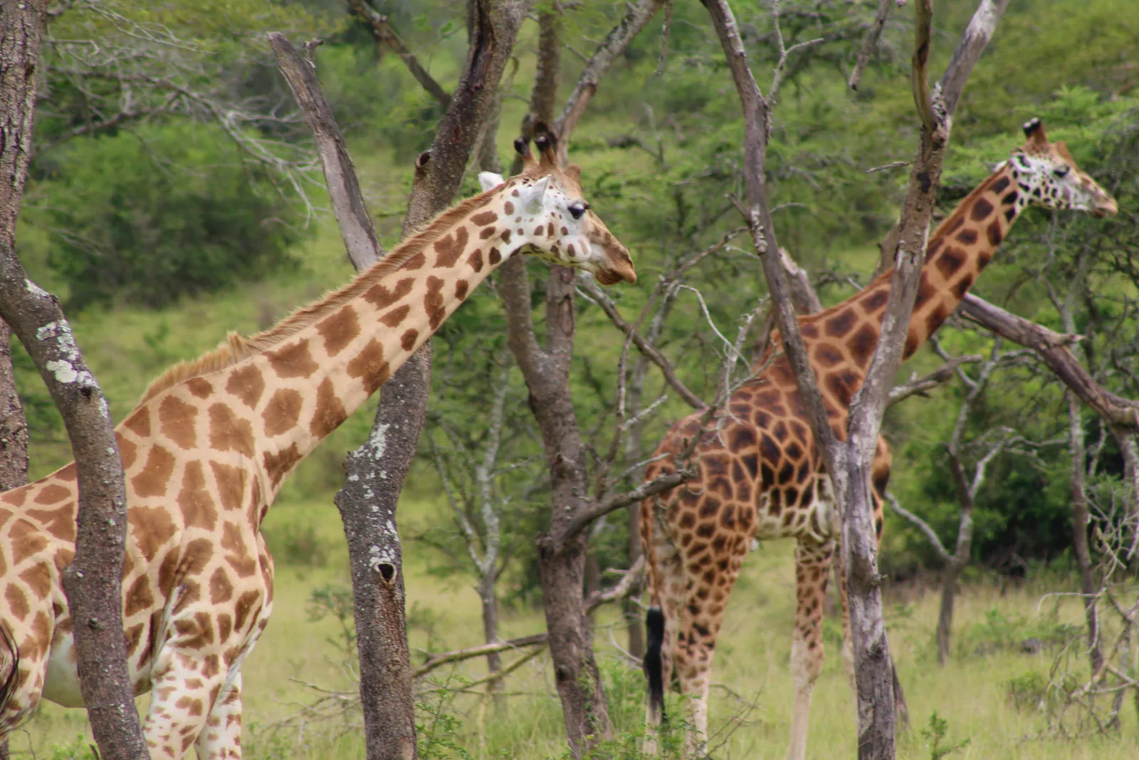 Giraffes among acacia trees