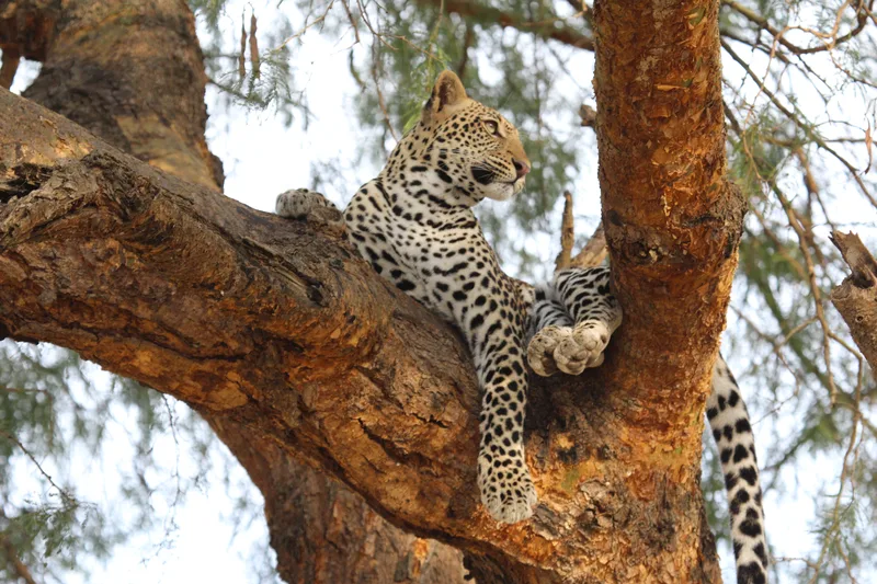 A leopard resting along a branch