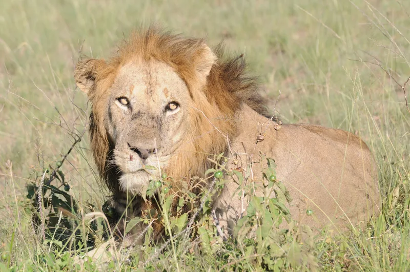 A male lion lying in the grass
