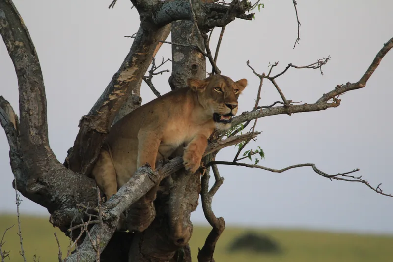 A young lion resting in the fork of a tree