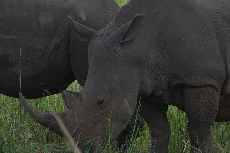 Two white rhinos grazing