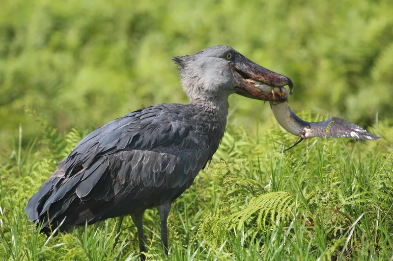 A shoebill stork with a fish in its bill