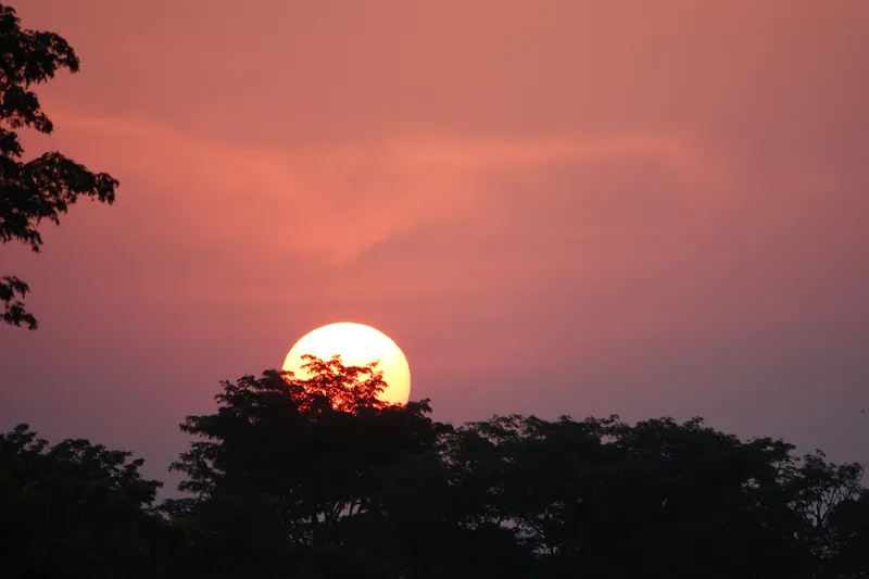 The sun setting behind trees
