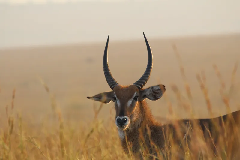 A waterbuck facing the camera