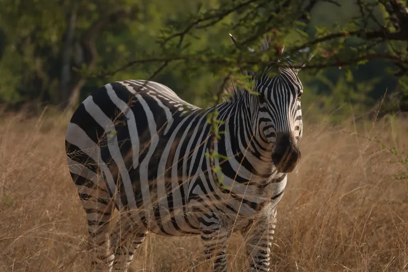 A zebra standing in long grass